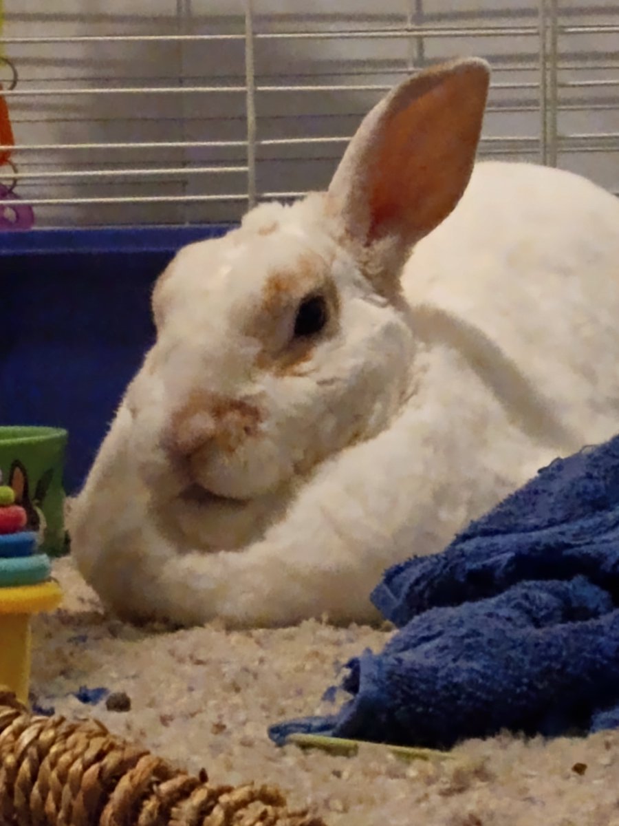 floorsharkmomma's tweet photo. "You habs few sekonds to state ur case and then I naps...." #bunnylogic #CloverRex #bunnylove #rexbreed https://t.co/PXhG0DWhCS