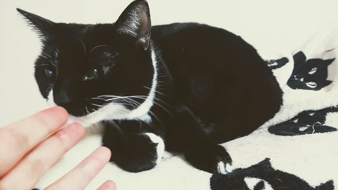 ネコチャン 
