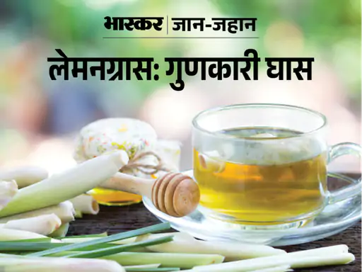लेमनग्रास पल भर में बुखार उतारे: मुहांसे, खाज-खुजली से छुटकारा दिलाए; पेट, लिवर, किडनी और आंखों के लिए फायदेमंद, अनियमित माहवारी सुधारे
dainik-b.in/vjr7NRCvJBb
#Health #Fitnesd #LemonGrass