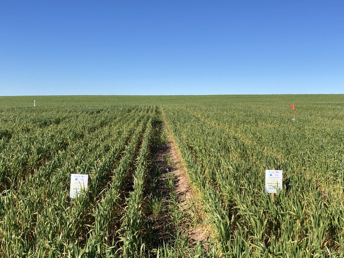 Mace18 sown at 60 mm (left) and #DeepSown 110 mm sown looking stunning on a non-wetting sand in our Bute #FutureDroughtFund trial. @rebetzke_0
