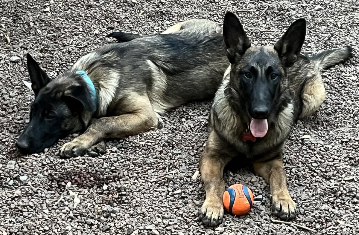 A propósito del #DíaDelPerro que acaba de pasar, aquí una imagen de estos dos canes.