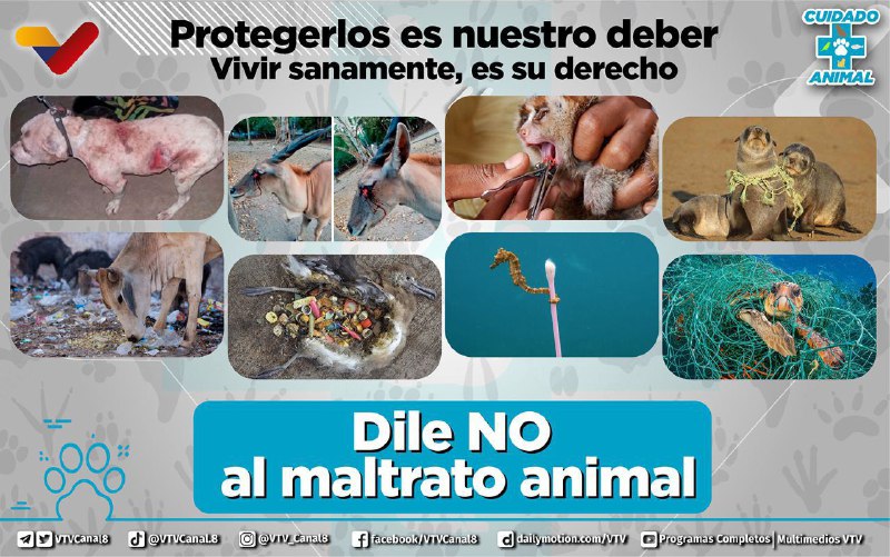 Diciéndole NO al maltrato animal 
#NicolasMaduroEsPueblo
