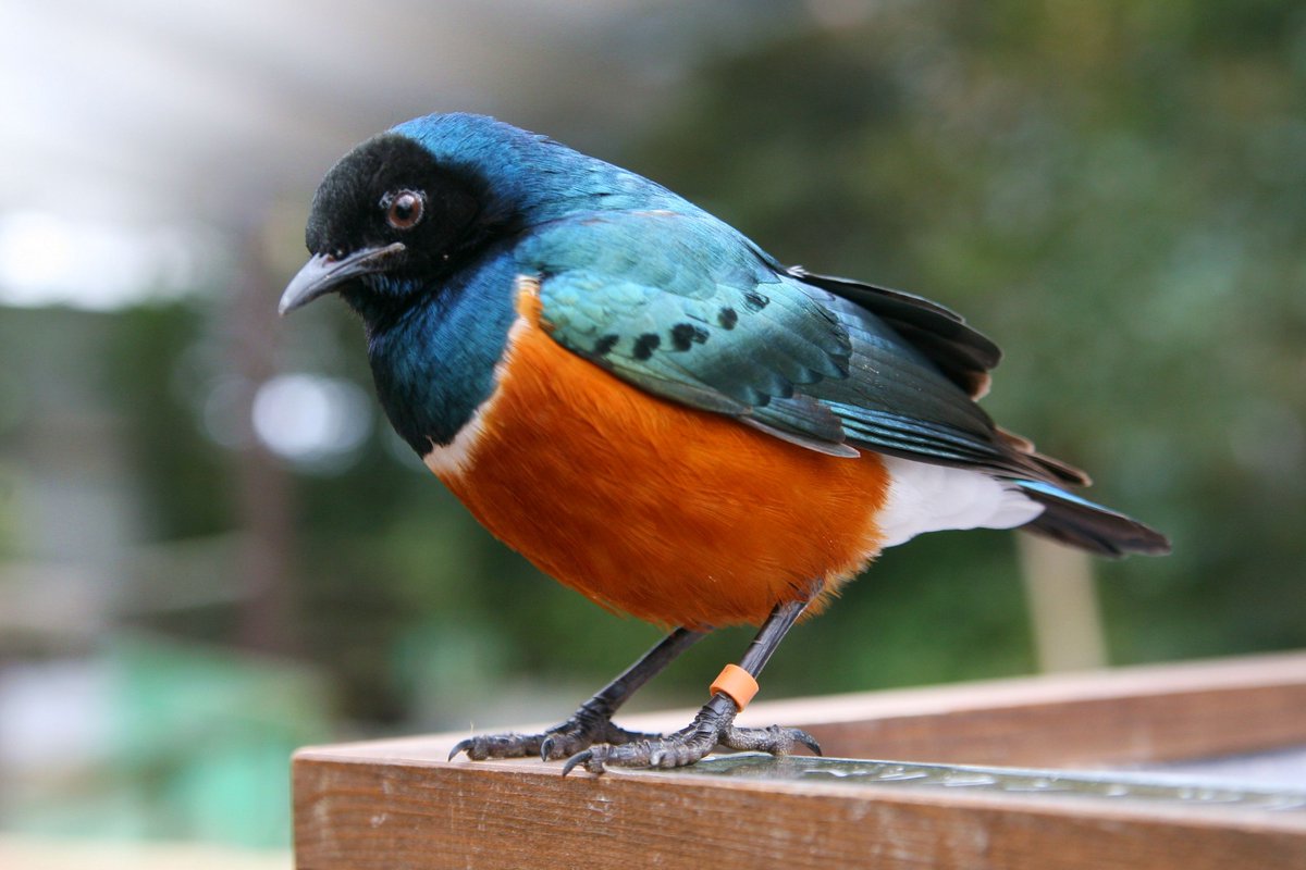 Twitterの青い鳥に今までの感謝を込めて、集合！ #ツキノワテリムク