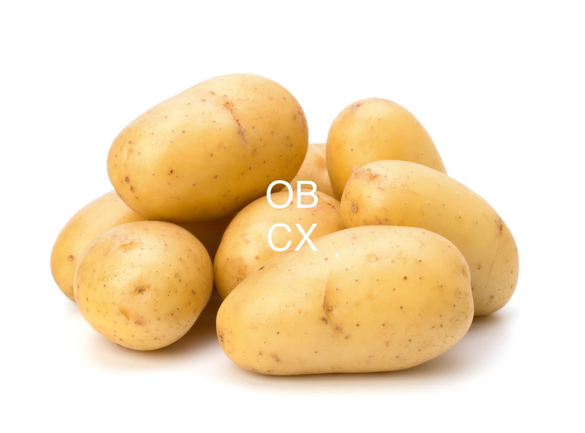 OBCX tweet media