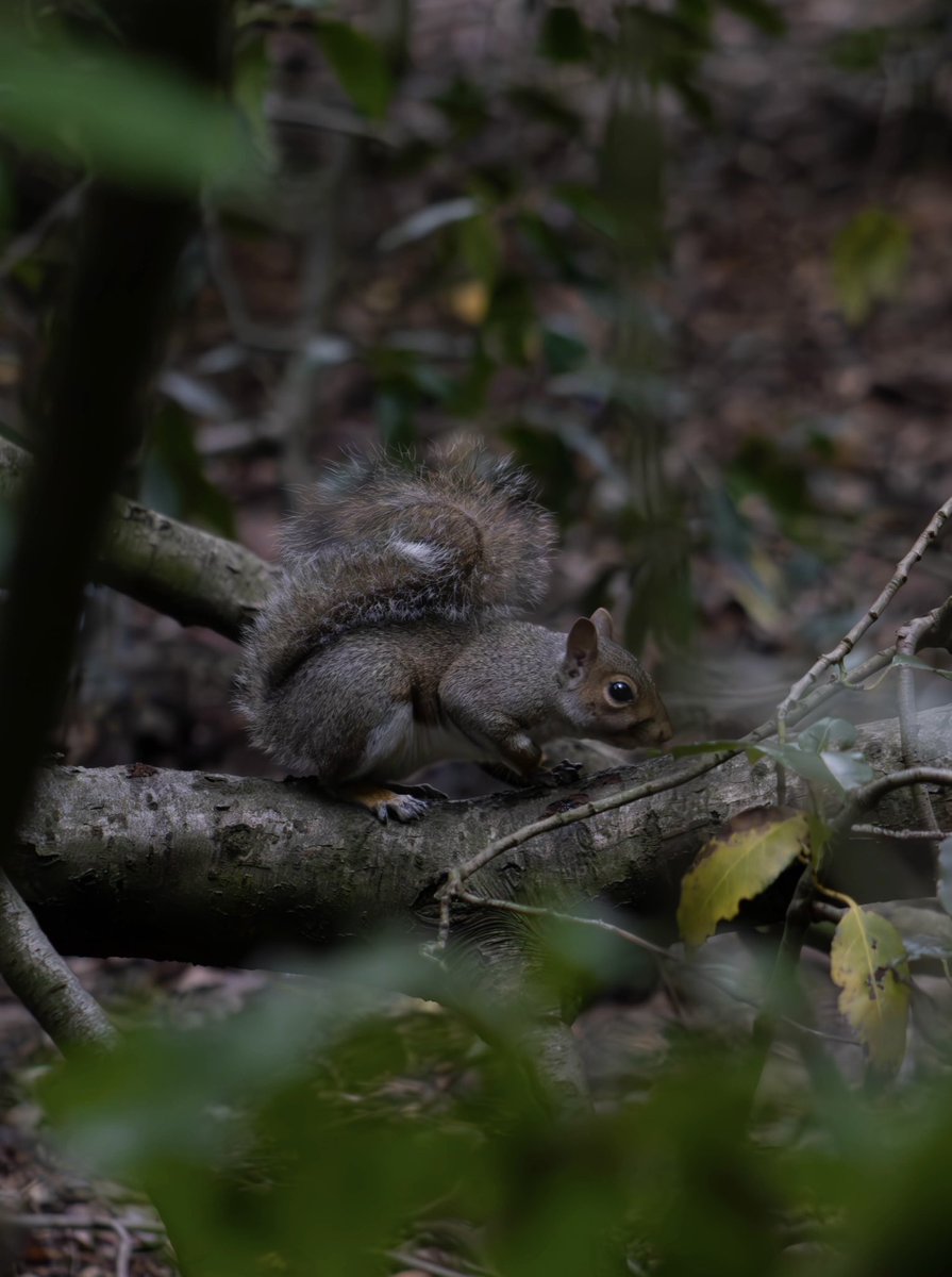 BlackRavenPhoto's tweet photo. Hanging out amongst the squirrels https://t.co/XgxaM3L413