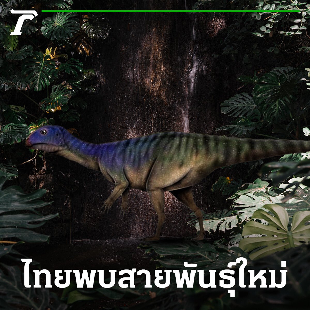 Thairath_News's tweet photo. ฮือฮา! ไทยค้นพบ ไดโนเสาร์ชนิดใหม่ของโลก “มินิโมเคอร์เซอร์ ภูน้อยแอนซิส” อายุ 150 ล้านปี⁣
⁣
26 กรกฎาคม : เมื่อเวลา 10.00 น. กระทรวงทรัพยากรธรรมชาติและสิ่งแวดล้อม โดยกรมทรัพยากรธรณี ร่วมกับ ศูนย์วิจัยและการศึกษาบรรพชีวินวิทยา มมส. จัดการแถลงข่าว ผลการศึกษาวิจัยซากดึกดำบรรพ์ไดโนเสาร์ชนิดใหม่ของโลก “มินิโมเคอร์เซอร์ ภูน้อยแอนซิส” อายุ 150 ล้านปี⁣
⁣
โดยซากดึกดำบรรพ์ไดโนเสาร์ ถือเป็นตัวที่ 13 ของไทย และเป็นสายพันธุ์ใหม่ของโลก ถูกค้นพบที่แหล่งซากดึกดำบรรพ์ภูน้อย จ.กาฬสินธุ์ เป็นสัตว์กินพืชขนาดเล็ก จัดอยู่ในกลุ่มกระดูกเชิงกรานแบบนกหรือออร์นิธิสเชียน พบในหมวดหินภูกระดึง ยุคจูแรสสิกตอนปลาย⁣
⁣
#ไดโนเสาร์ #กระทรวงทรัพยากรธรรมชาติและสิ่งแวดล้อม #กรมทรัพยากรธรณี #มินิโมเคอร์เซอร์ภูน้อยเอนซิส #ไทยรัฐออนไลน์