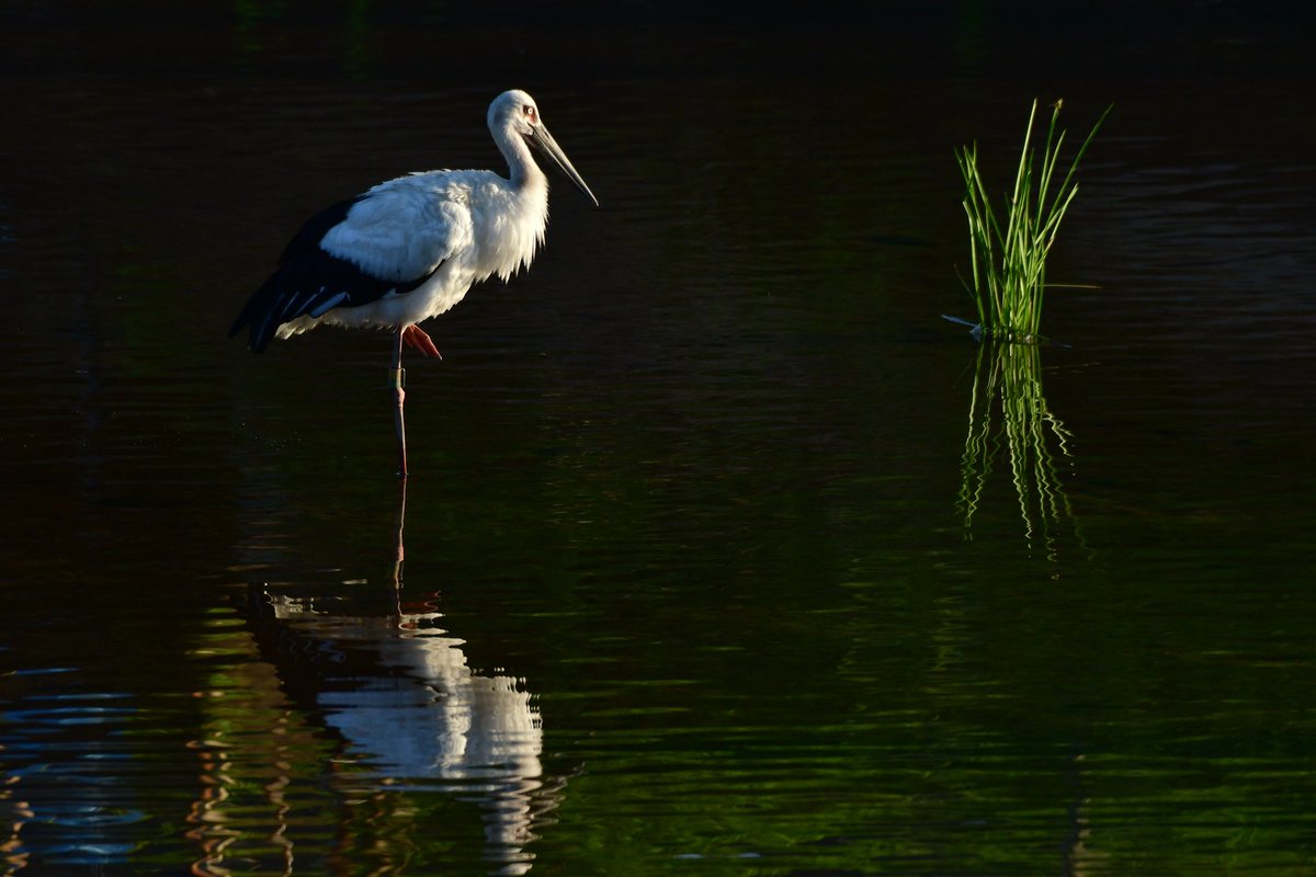 s7t73pf71's tweet photo. 私的には、コウノトリとローカル線に会える町。
#コウノトリ #j0470 #j0479 #j0231
#木次線 #きすきせん #島根県 #雲南市 https://t.co/HP7ZzxMotm