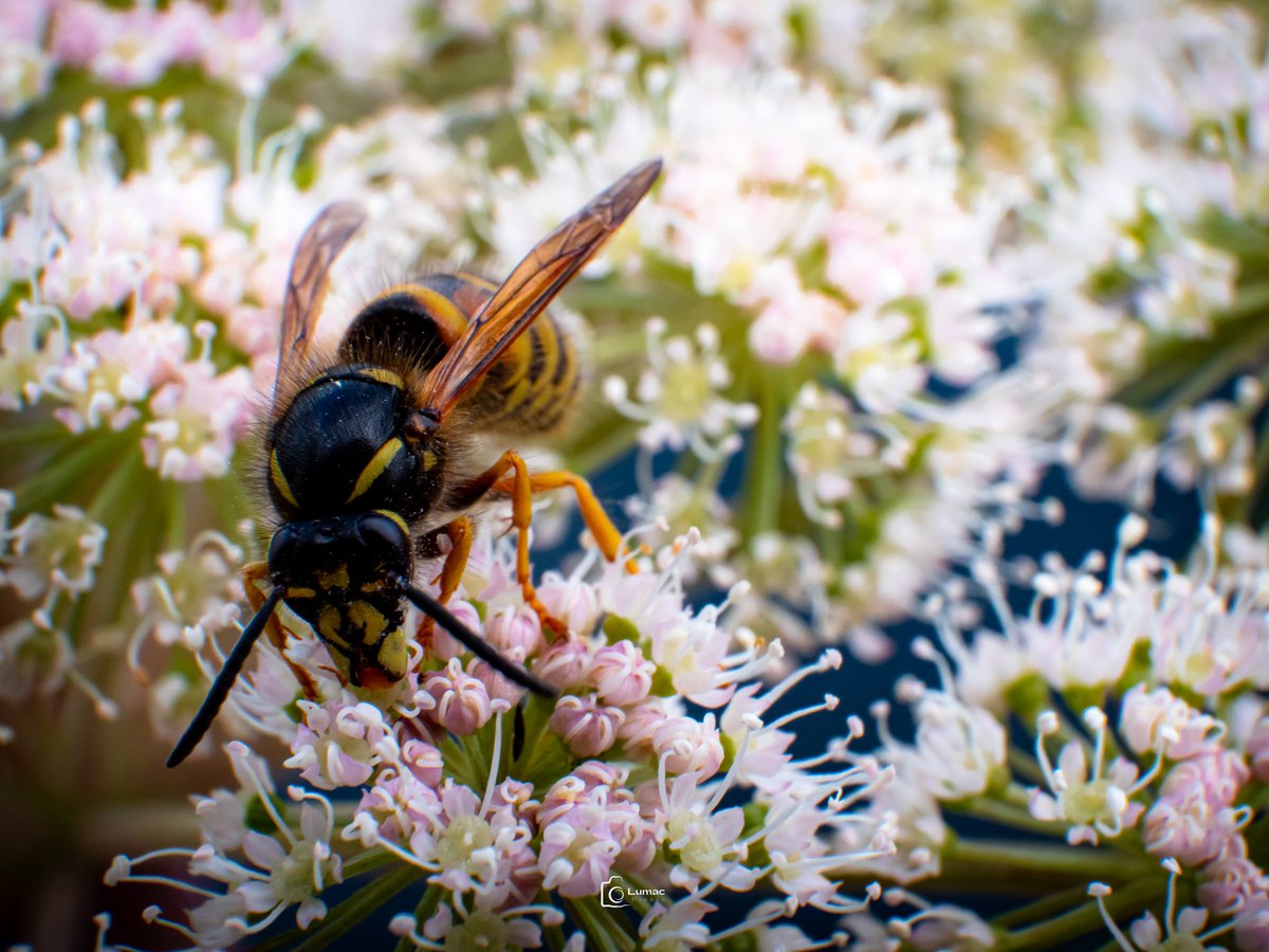 monkbonk's tweet image. Good morning fam ☀️ hope that will be bright day for everyone... 
#BeeNice #BeeHappy #BeeGood 
Have a nice day troops 💙