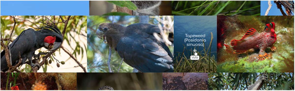 Voting is open until 31 July for the <a href="/AustralianWild2/">Australian Wildlife Society</a> photo comp. There are some incredible images of Australia's iconic and lesser-known #animals.

Plants are cool too - vote #seagrass!

I submitted a photo of Posidonia sinuosa, which is listed as vulnerable on the #IUCNRedList.
