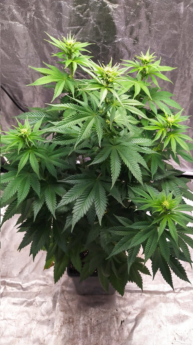 StephandjoG's tweet photo. Sweet Skunk from @sweetseeds_es
End of the 2nd week of flowering.
One of my fav strain 🤤 https://t.co/452WKO97He