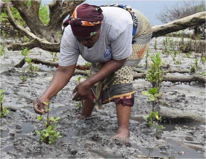 Today is #MangroveDay a reminder of the critical role mangrove forests play in our ecosystem
These coastal wonders protect our coasts from  erosion, provide a habitat for diverse wildlife, and act as a powerful carbon sink. For a sustainable future #ProtectMangroves #Conservation