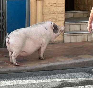 Mediavenir's tweet photo. 🐖🇫🇷 FLASH - Un cochon a été aperçu se baladant dans le plus grand des calmes en plein #Perpignan. Il a été pris en charge par la police municipale, qui n’a pas encore identifié sa provenance. (L’Indépendant) https://t.co/iErKp3NkKd