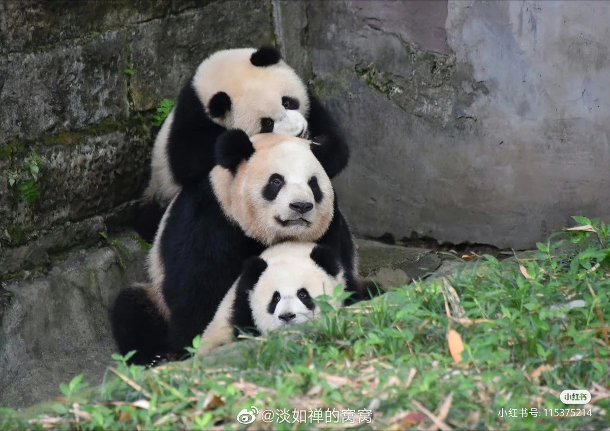 ネットで話題の「疊熊猫（重ねパンダ）」に癒されたネットユーザーが