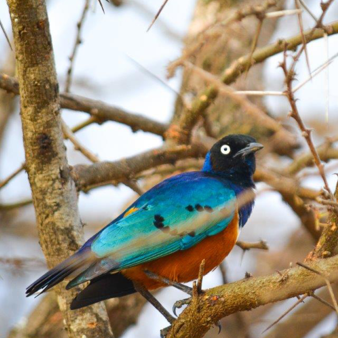 finchhattons's tweet photo. This is the native Superb Starling, which is a highly social bird known for its lively and active behaviour, not to mention its bright foliage.
Your Place | Your People | Your Kenya
30 Years of Timeless Safari
π· Sophie Taylor
#finchhattons #fh30 https://t.co/xg9WRpabHN