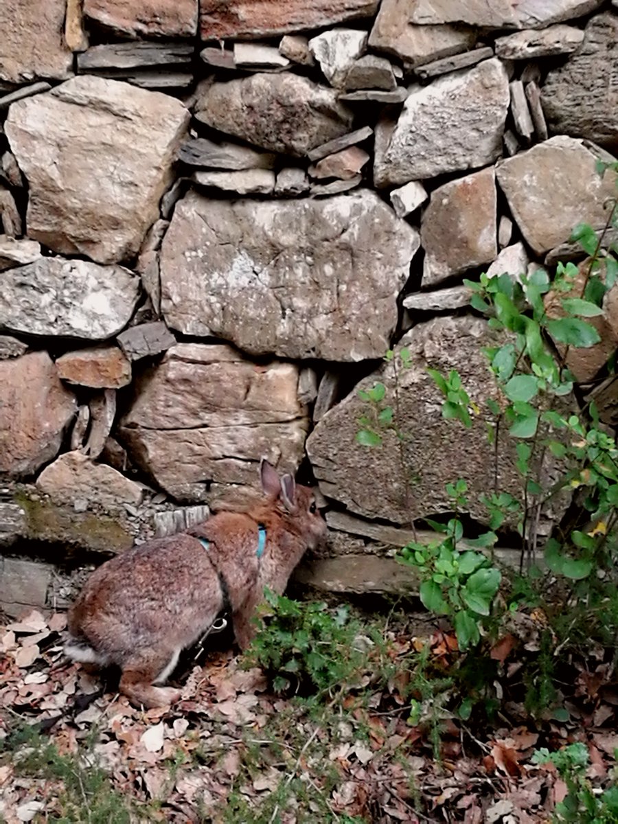 Un lapin qui se confond dans la pierre 🐇 Nos petites lapines vivent désormais sur le terrain. 

#lapinnain #lapin #murenpierre #murenpierressèches #pierre #animauxmignons #animauxdelaforêt #cuteanimals #lapine