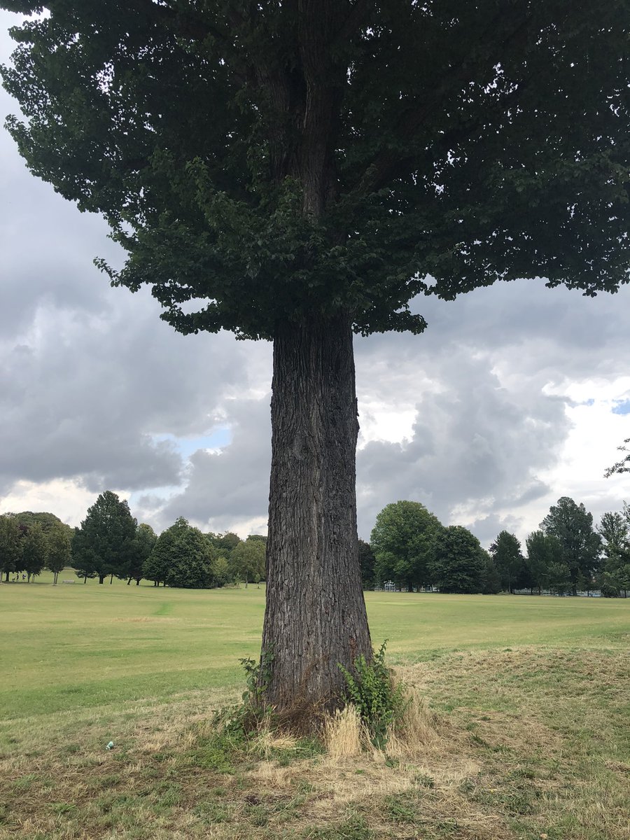 macrow54's tweet photo. These magnificent elms at Preston Park, Brighton are some of the only ones left after Dutch elm disease in England. They are also some of the oldest in the world. https://t.co/PdJVHsLfHB