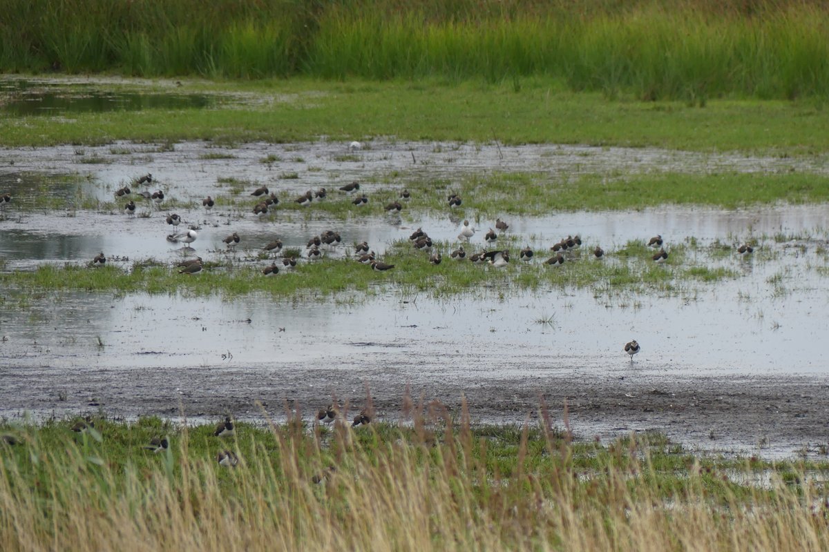 A beautiful evening last night. With help from the @greatfen #monitoring #volunteers, we recorded flocks of #lapwing being buzzed by #hobbies as the latter hunted #dragonflies. #ChineseWaterDeer and #Roe were seen, and #BarnOwls and plenty of #kestrels.