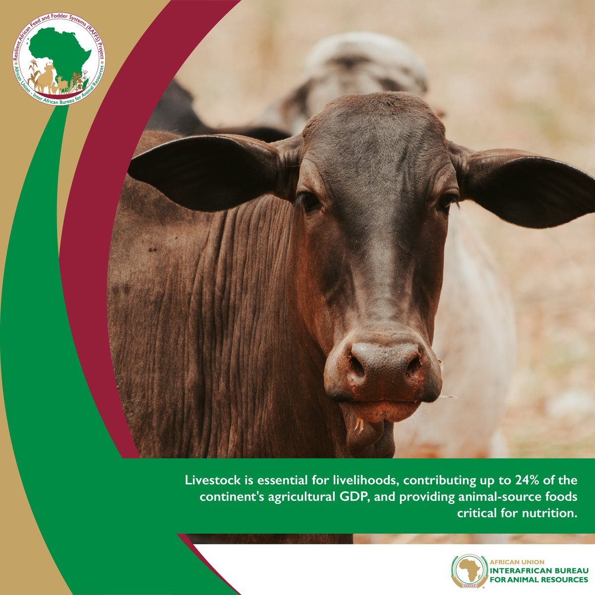 au_ibar's tweet photo. The #MalaboDeclaration is set to conclude in 2025. It coincides with the midway point of implementing #LiDeSA,Africa's visionary plan to harness the potential of livestock for food security&poverty eradication.#RAFFS meeting is currently deliberating livestock development issues. https://t.co/0tceWVHugz