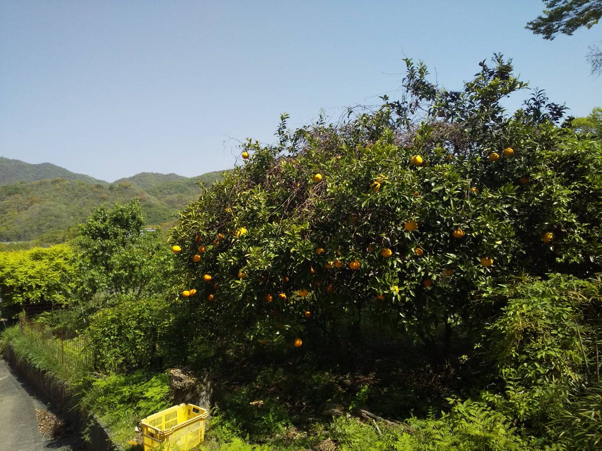 setouchiplus's tweet photo. ナツダイダイ

愛媛県大三島の貴重な夏みかんのピール菓子。
暑い夏、冷たいお茶と涼やかな香りをお楽しみください。

お買い物はこちらから
https://t.co/WxvR7XBrLR https://t.co/xBDOyS1DdB