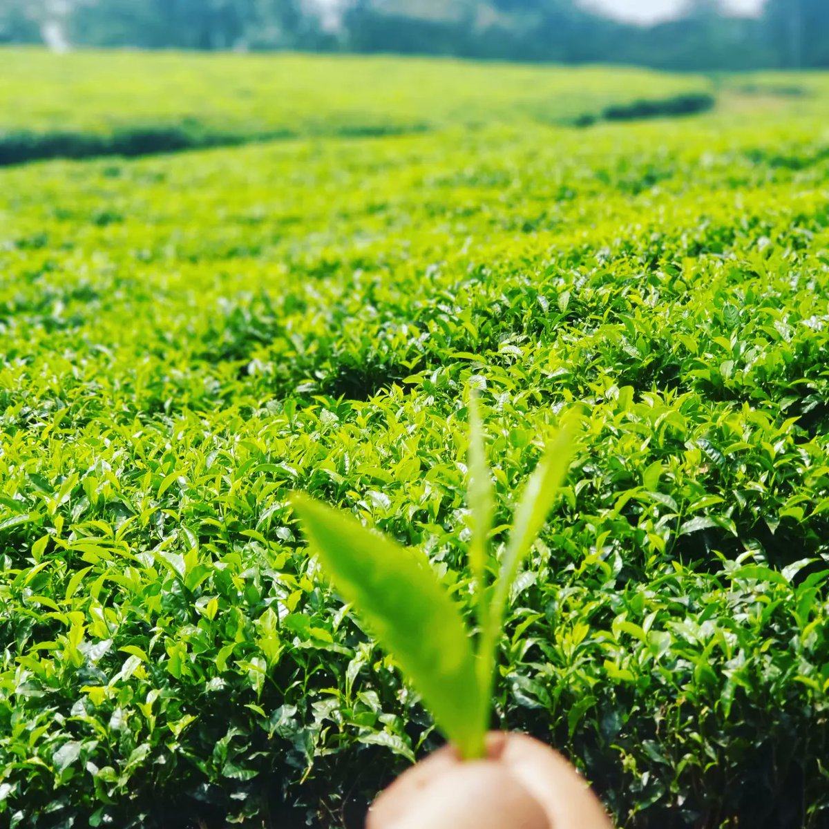 mucyowicyogere's tweet photo. Icyatsi cyambawe
Icyatsi gisoromwa
Icyatsi ni ibara!
#hatana
#Kinyarwanda
Nk' #intore https://t.co/F1vXGfLBPO