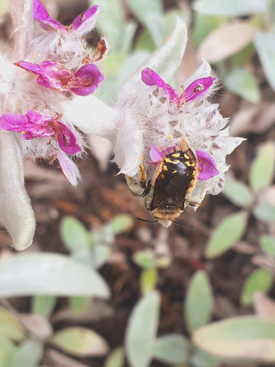 leslie6timber's tweet photo. Having read the books of @TheGreenJeanie I planted Lamb's-ear, Stachys byzantina, in a large pot in my garden in the hope of it attracting wool carder bee, think one has found it this morning! #bees #nature #solitarybees #WoolCarderBee https://t.co/CrwIl5LYPS