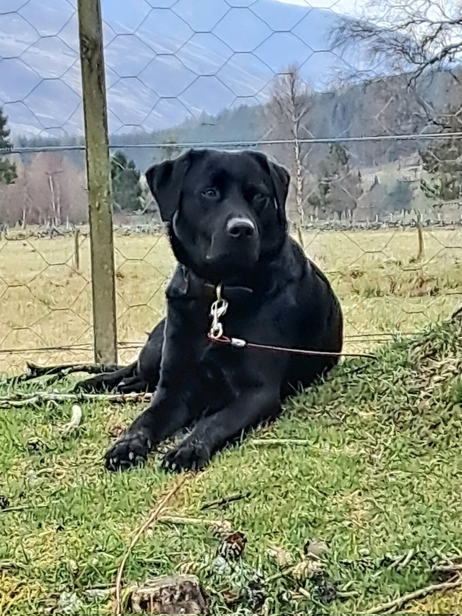 Leo the Lab & Angel Prince Furbaby🌈 tweet media