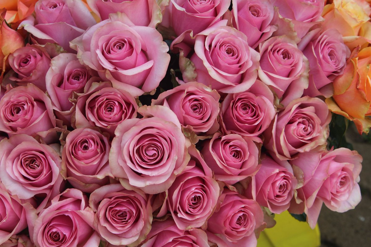 LatinSelections's tweet photo. Pink roses for a Barbie, you can't grow wrong with these beauties.

From left to right; Madam Pink, Pink Wave, Sweet Smile, and Sugar Love.

#colourfulfuture #unitedselectionsbreeding #roses #rosebreeding https://t.co/UMpRH4h4E0