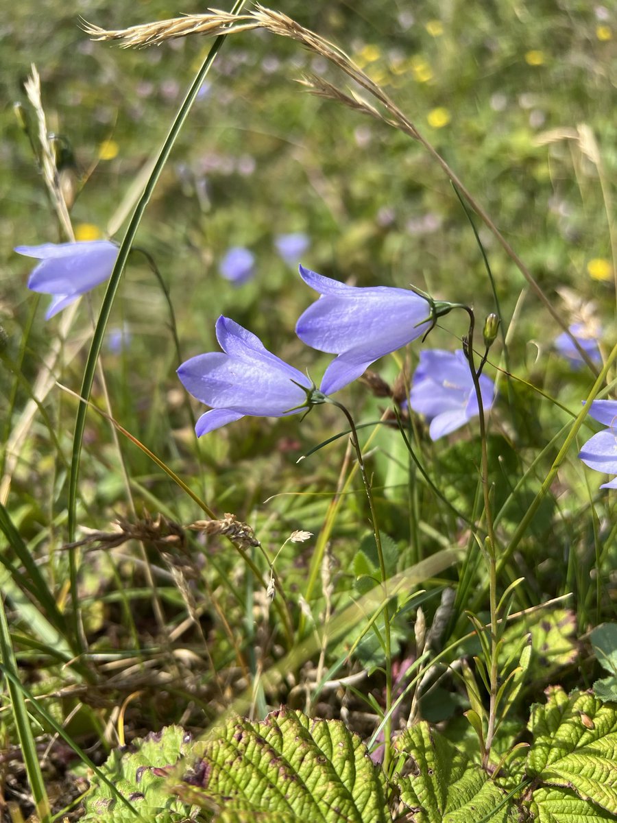 For #WildWebsWednesday, I was so excited yesterday to see Harebells being visited by a teeny female Gold-tailed Melitta Bee, Melitta haemorrhoidalis. Not the best pic as she zipped off quick!