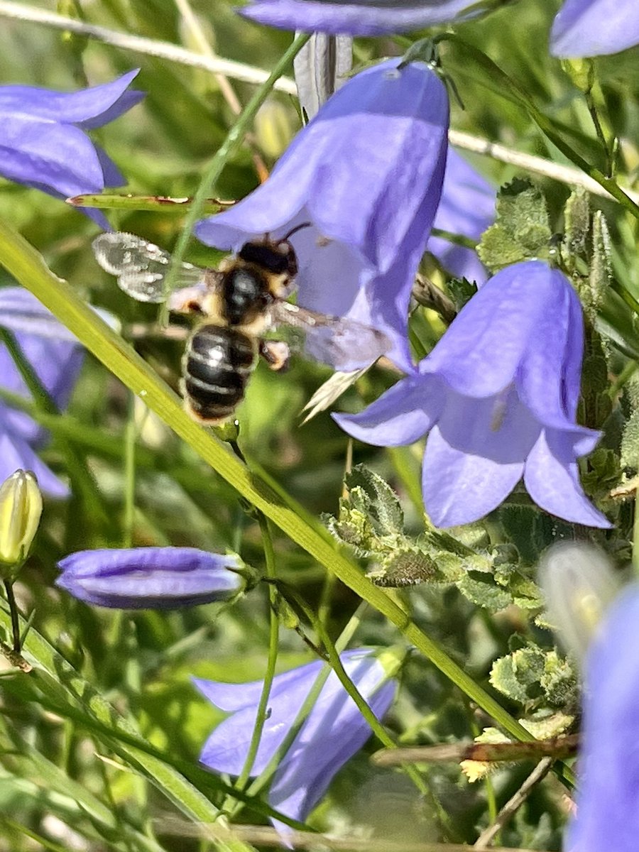 botany_beck's tweet photo. For #WildWebsWednesday, I was so excited yesterday to see Harebells being visited by a teeny female Gold-tailed Melitta Bee, Melitta haemorrhoidalis. Not the best pic as she zipped off quick! https://t.co/CbDu5PddHH