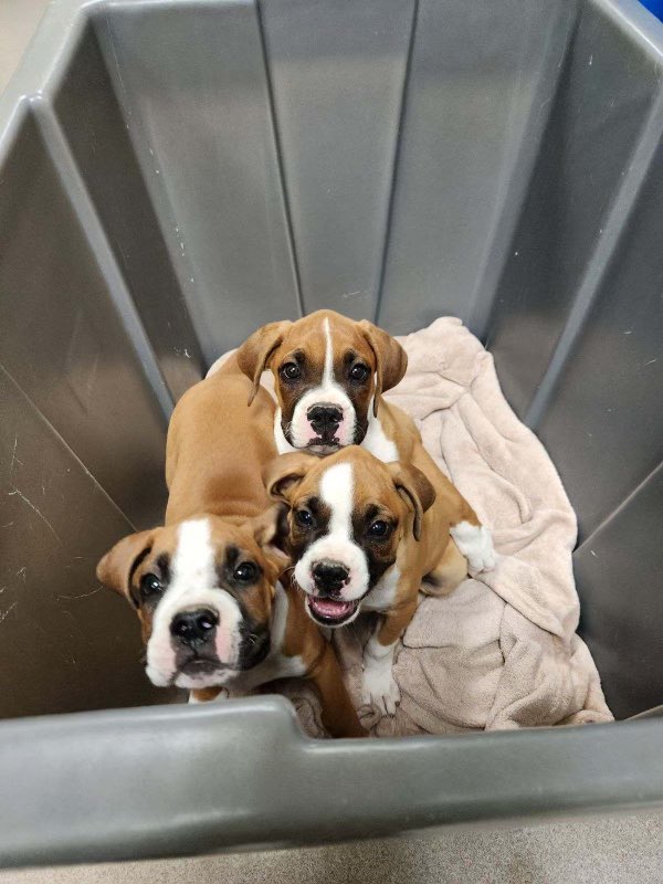 goavs925's tweet photo. Ope! Could one be coming home with us?!?!๐ฅน๐ฅน๐ฅน a terrible decision, but weโve always wanted a boxer and here they are!!๐ฎ just there for the taking! #boxerpups #whatarewethinking https://t.co/blt8InT4a3