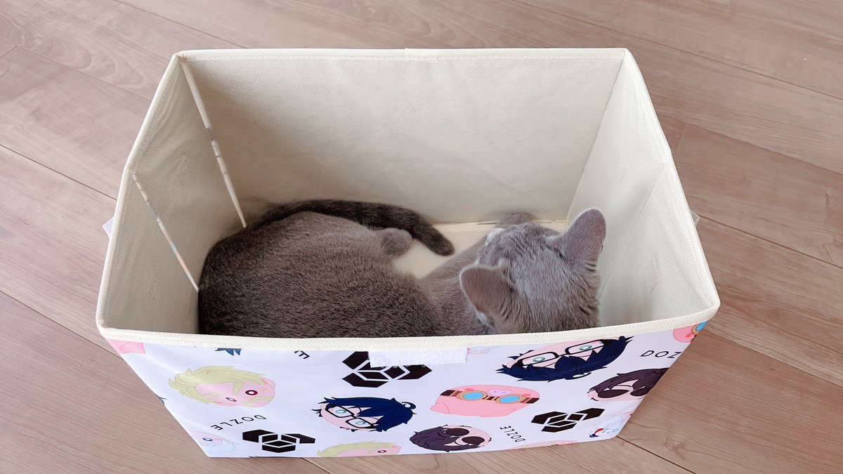 猫ちゃんにもぴったりサイズです（笑）

#ドズル社しまむらコラボ