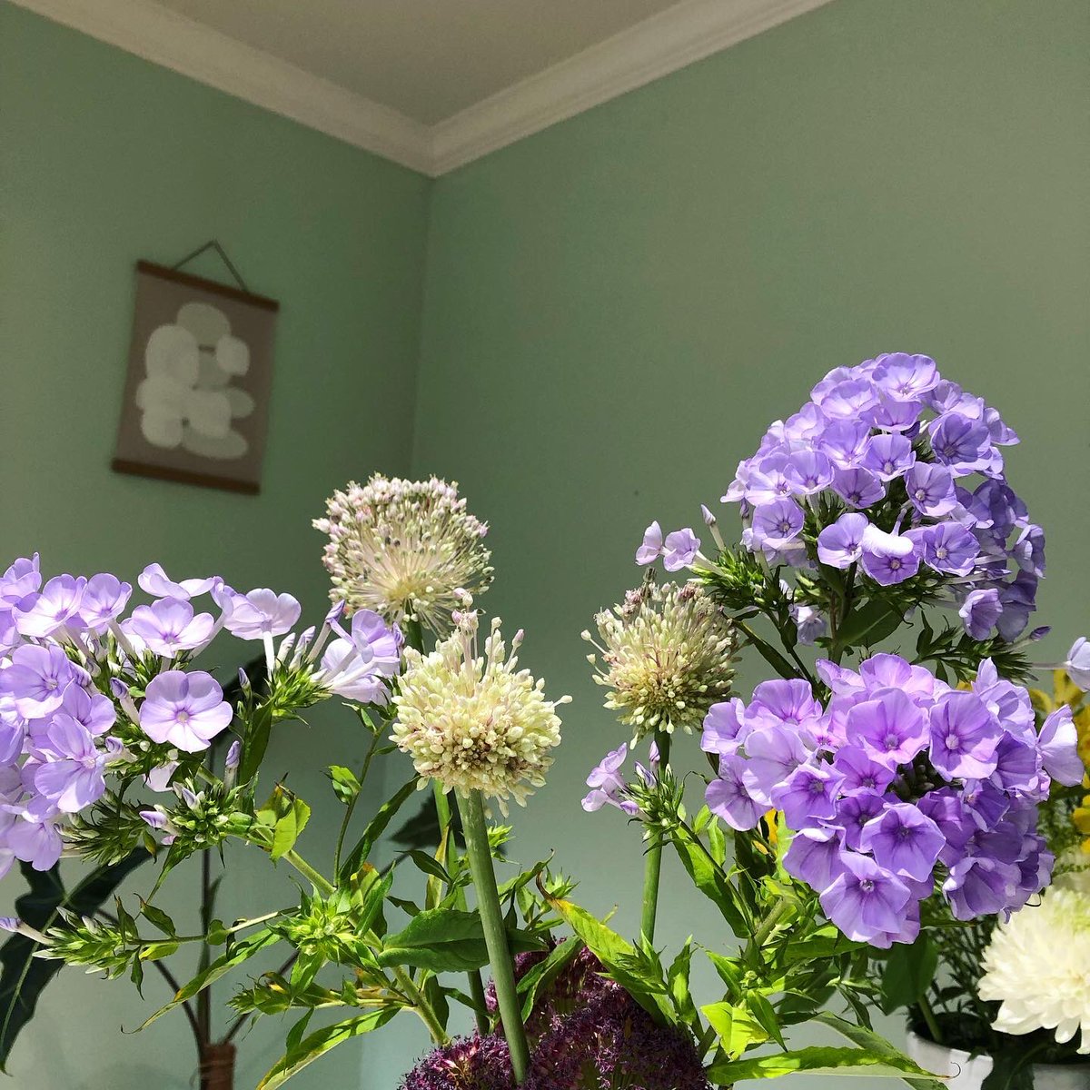 sheishine's tweet photo. 今週のサブスクもちょっと変わったタイプの紫花が入ってた。最初の数日は地味な蕾状態だったんだけど、一気に咲き始めて賑やかに。ほんのり良い香りも。
ネギ坊主みたいのもかわいい。
This week’s flowers! Love these purple ones.
#サブスク #花 #バンクーバー #flowersubscription #vancouver 🇨🇦 https://t.co/MKIVEQtawv