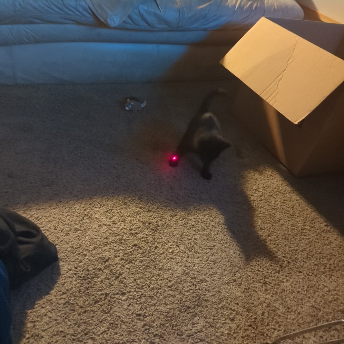 Dariensdeath3's tweet photo. Nothing is more entertaining then after a difficult challenge of work then watching a young kitten chase a laser pointer and then watching the roomies dog get caught up in chasing it too #simplethings #petfam #KittensOfTwitter https://t.co/3zbnV66dbG