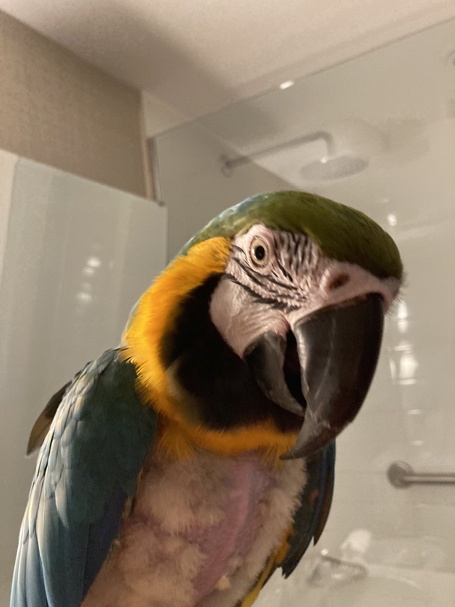 Valaleri's tweet photo. Miss Milo took a trip! https://t.co/hlO5YhMMLj