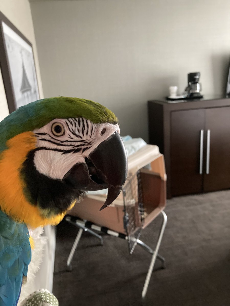 Miss Milo took a trip!