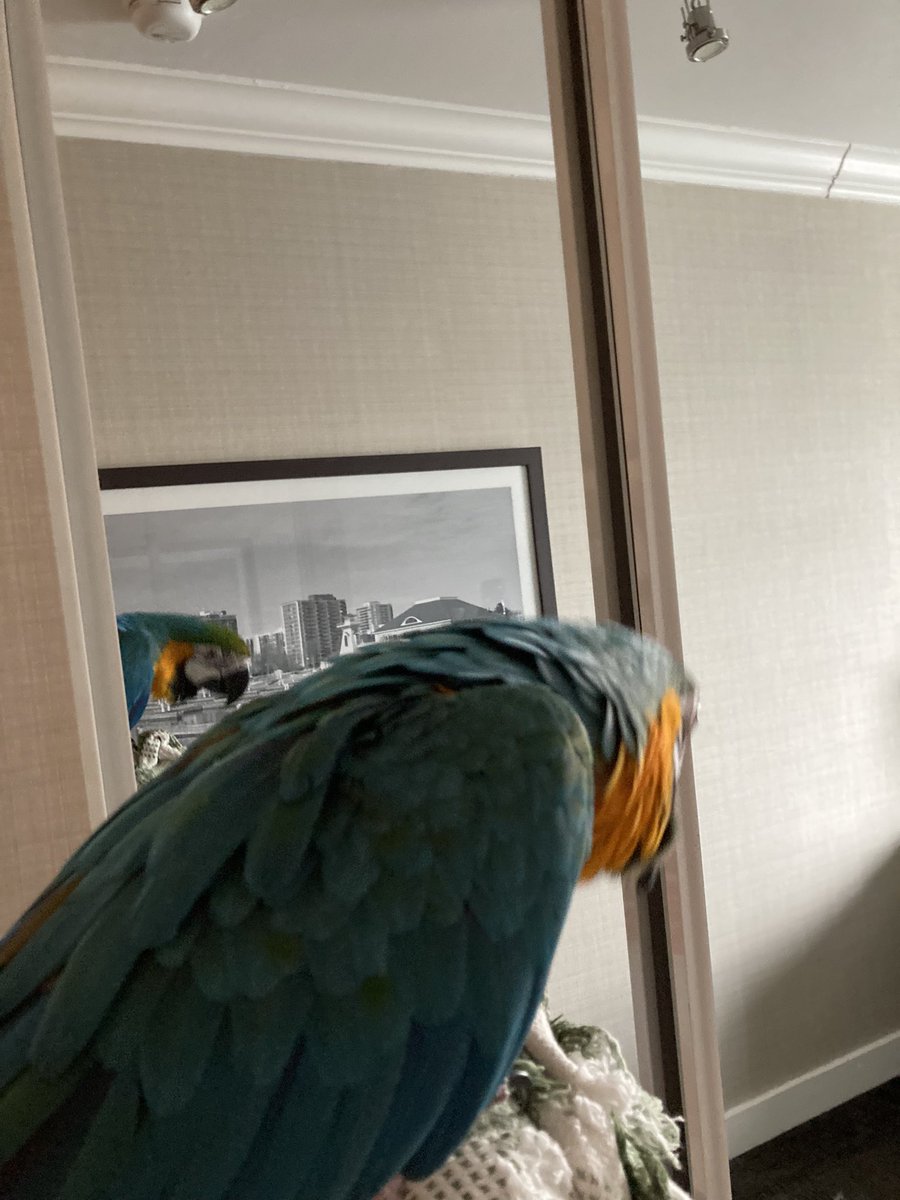 Valaleri's tweet photo. Miss Milo took a trip! https://t.co/hlO5YhMMLj