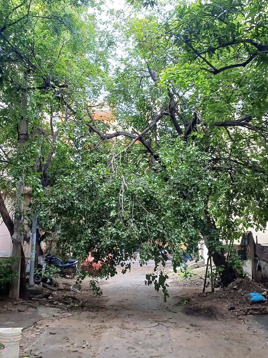 Ashokg135's tweet image. Dear @GHMCOnline  #kphp #phase 7  tree branch fallen on cables it hanging on it on from past three days  prone to danger