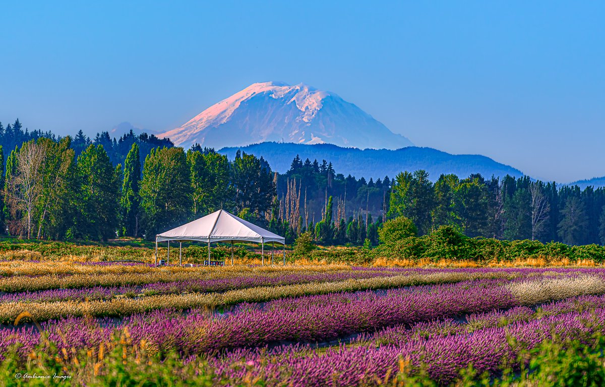 SeattleRefined's tweet photo. "Lavender sunrise at Woodinville with a little Mount Rainier alpenglow to top it off" 

💜💜💜

Pic + caption by Rebbecca Peterson https://t.co/53tL7I2rGM