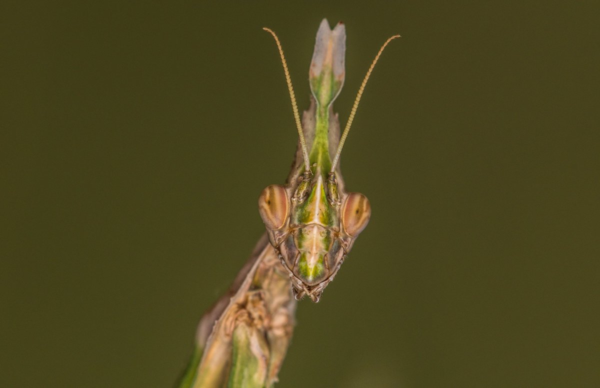 #mantis #bakipduru #nikon #nikon810 #sigma150