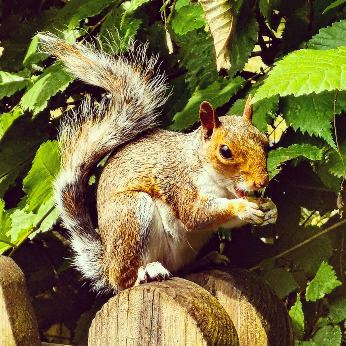 Made a new friend in the park today, think I'll call him Syril🐿️🐿️

#wildlife #wildlifephotography #woodland #woodlandcreature #squirrel #cute #photography #park #parklife #NaturePhotography #nature