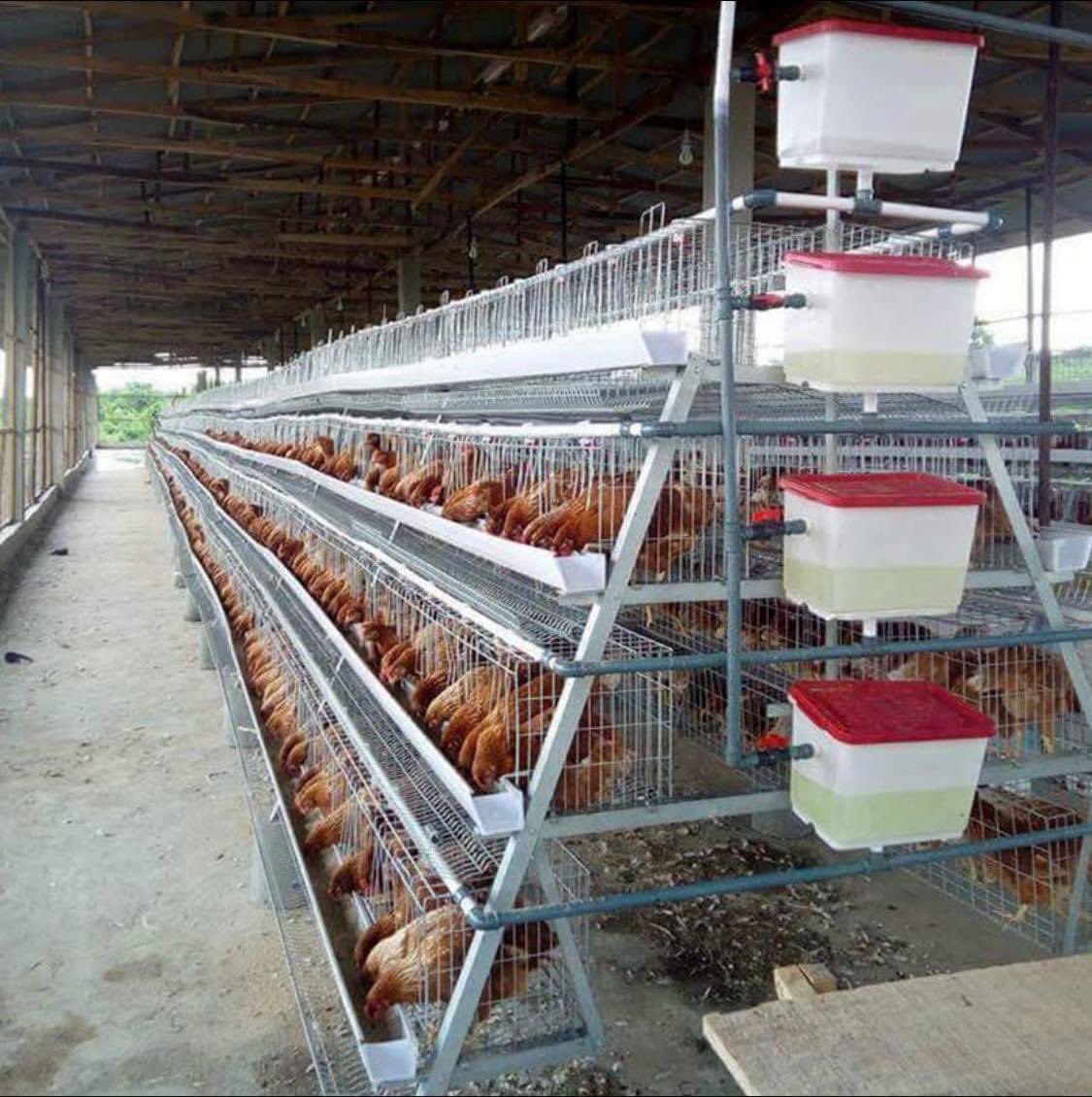 Agric_young's tweet photo. When looking at agricultural trends,starting a poultry business is always one of the most popular options.The Department of Agriculture has called on young people to take advantage of the growing industry &amp; start small farming businesses. If done right, it can be very profitable. https://t.co/Iljwy9CDPF