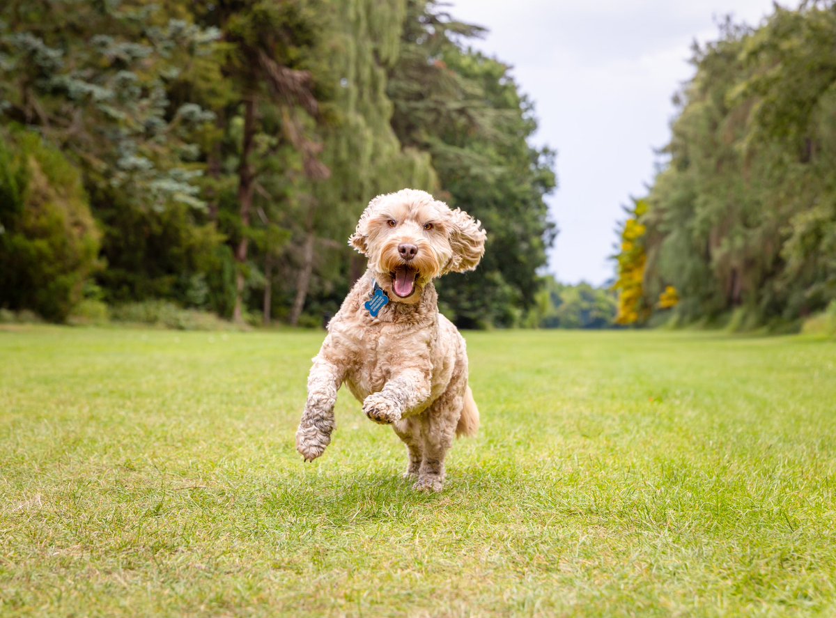 Baxterthepooch tweet media