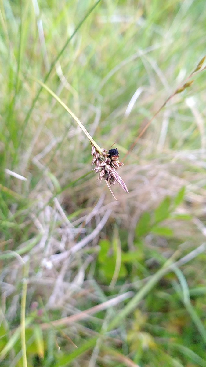 Matt_J_ecology's tweet photo. Some lovely Sedge smuts from the Scottish mountains. Anthracoidea caricis on Carex pilulifera (new for Ben Lawers!), A. karii on C. echinata, A. pulicaris on C. pulicaris and A. pratensis on C. flacca. final three from Caenlochan. #wildwebswednesday https://t.co/cV7XueeVhD