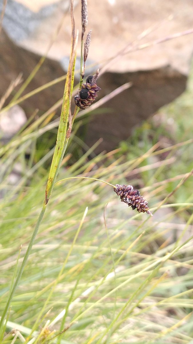 Some lovely Sedge smuts from the Scottish mountains. Anthracoidea caricis on Carex pilulifera (new for Ben Lawers!), A. karii on C. echinata, A. pulicaris on C. pulicaris and A. pratensis on C. flacca. final three from Caenlochan. #wildwebswednesday