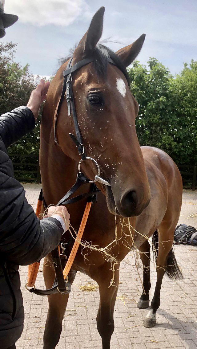 ianbyers's tweet photo. It’s always exciting when a young horse, that you have shares in, makes it to the track for his debut. 
Good luck to @BeluckyTrev @Nawton_Racing @jonnypeate2 and all involved with Too Much Too Young as he races at @CatterickRaces this afternoon. 🤞⭕️🏇 #horse #racing #debut #TMTY https://t.co/5zJFcjoWc4