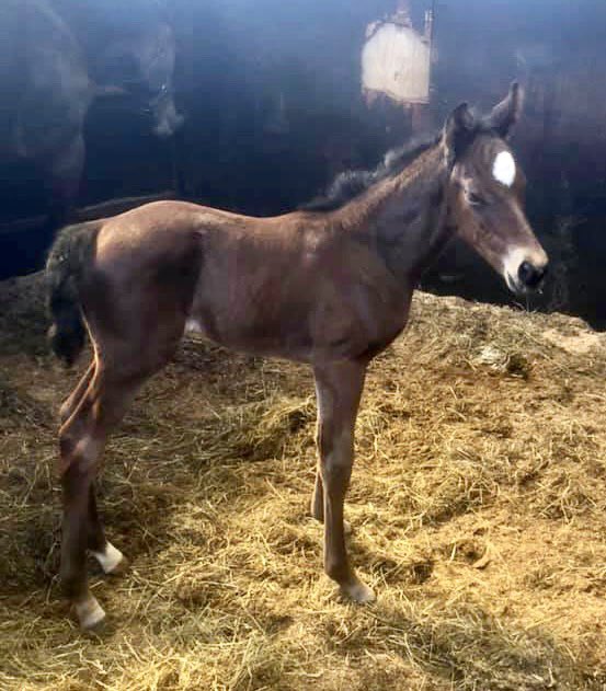 ianbyers's tweet photo. It’s always exciting when a young horse, that you have shares in, makes it to the track for his debut. 
Good luck to @BeluckyTrev @Nawton_Racing @jonnypeate2 and all involved with Too Much Too Young as he races at @CatterickRaces this afternoon. 🤞⭕️🏇 #horse #racing #debut #TMTY https://t.co/5zJFcjoWc4