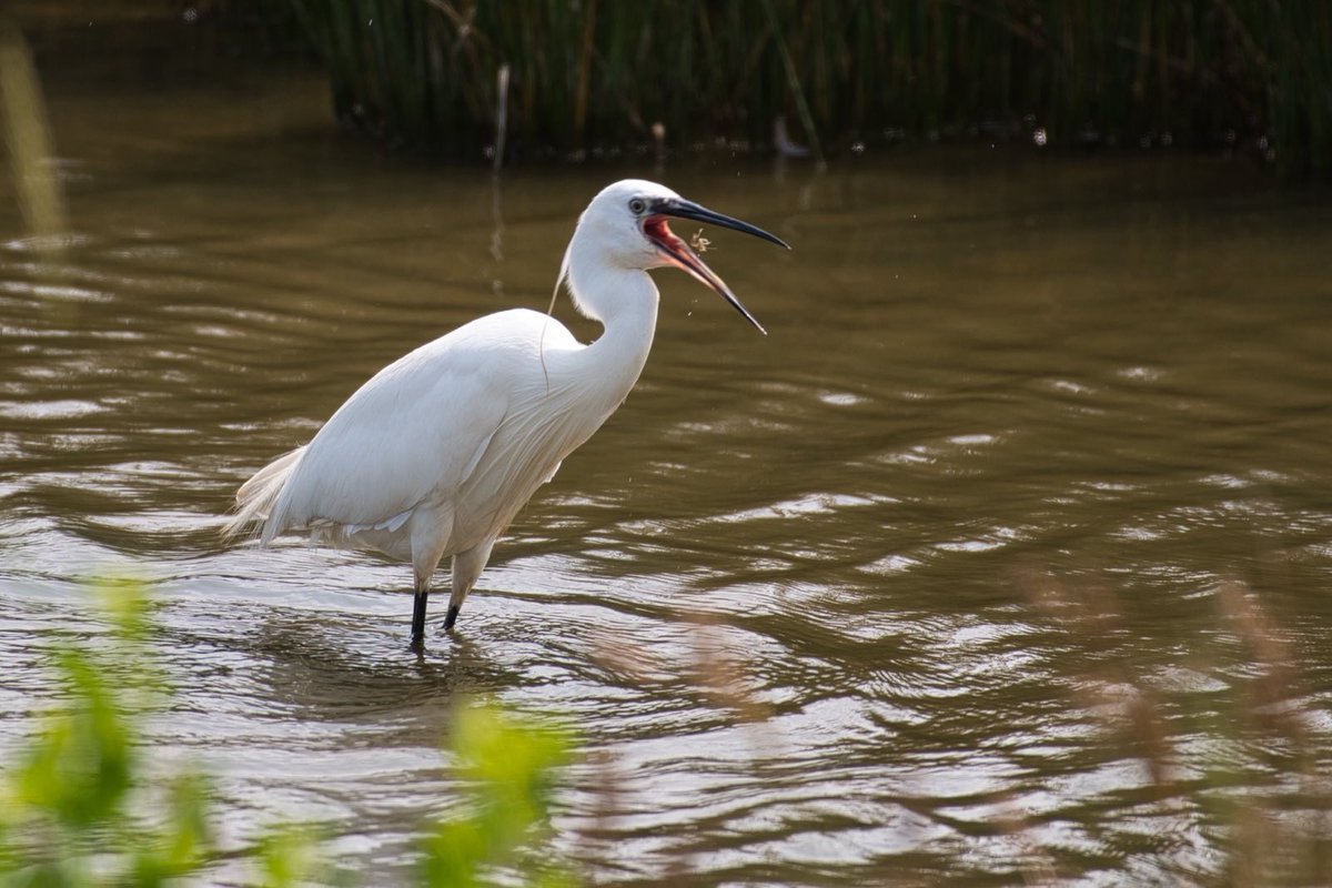 A little egret having dinner.
#littleegret #seidenreiher #birds  #wildlife #nature #TwitterNatureCommunity #Birdwatching #ThePhotoHour #BirdsSeenIn2023 #DailyPictureTheme