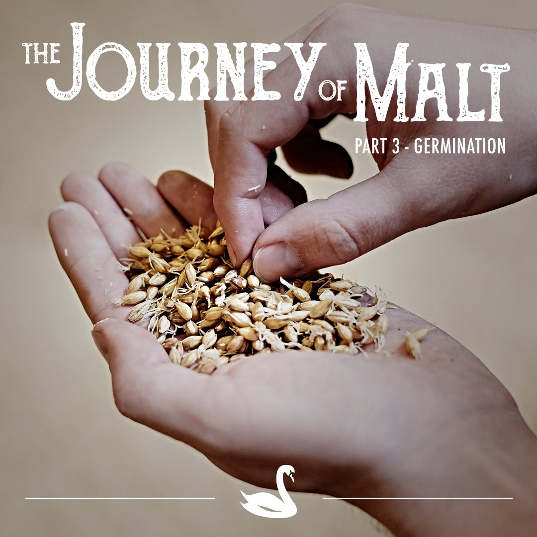 The Journey of Malt continues with germination. Here at The Swaen we call it the science of malting, where traditional art and innovation meet. Read more: https://t.co/5PUMLlj3XH
#TheSwaen #MakingMaltACraft #Malting #Malt #Germination https://t.co/WupZcxVMtJ