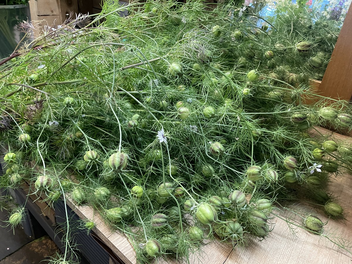 Vinetta Flower Gallery tweet media