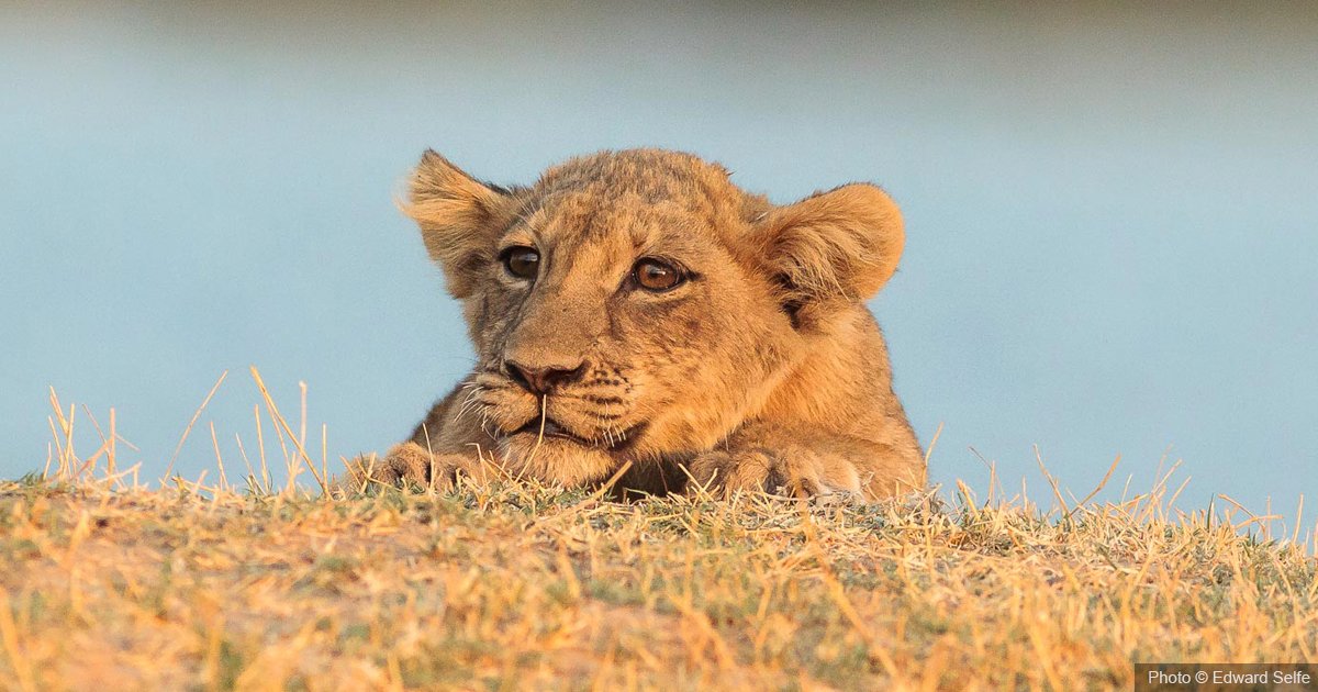 IUCNsos's tweet photo. #ConservationSpotlight: the African Wildlife Initiative
Protecting African carnivores secures a future for them, habitats and people. With nearly 90 projects implemented we're securing a brighter future for our planet.
Learn more: https://t.co/DdZic1c6Ps @EU_Partnerships https://t.co/h0bn3Kuaf9